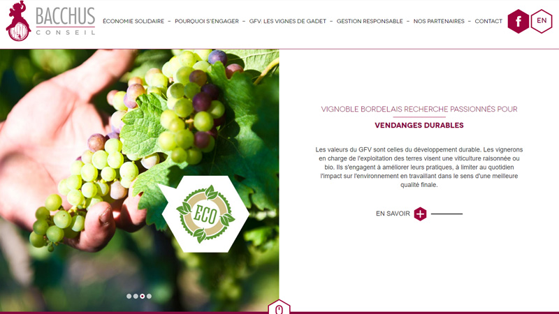 Site Internet - Bacchus Conseil